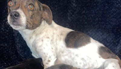 Injured dog Tinkerbell pining for her puppies after they were stolen from a farm