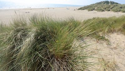 ‘There are trees falling into the sea’: How coastal erosion is changing beach made famous in Saving Private Ryan