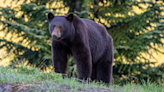 Deer & Bird Team Up to 'Warn' Oregon Woman Black Bear Is Approaching in Wild Video