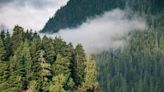 Nature photographer discovers ancient ‘freak-of-nature’ tree hiding in plain sight: ‘I’ve never seen a tree as impressive as this one’