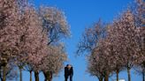 A rare Czech almond grove blooms early after an unusually warm winter