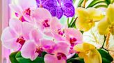 Orchids will bloom throughout the year if fed one kitchen scrap