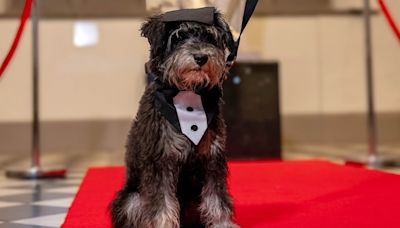 'Pet-ificates' handed out at Queen's graduation ceremony