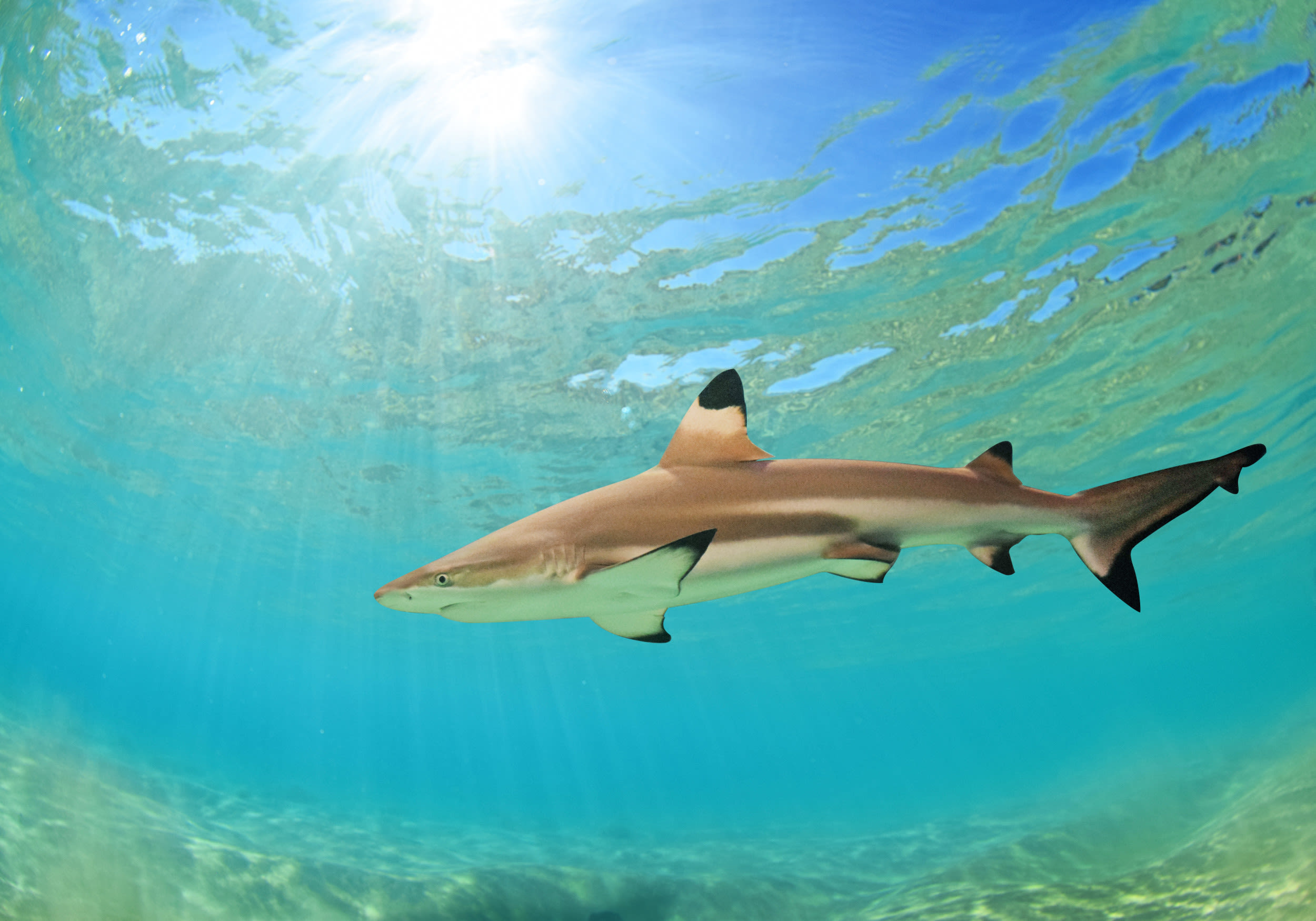 Beachgoer has close encounter with shark on Hawaii shore: "Terrifying"