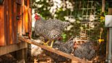 12 Chicken Coop Ideas for Your Backyard Hens