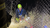 SF fire crews rescue dog that fell down cliff after being chased by raccoons