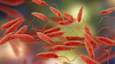 Leishmaniasis: this neglected tropical disease is spreading fast, and Europe is nowhere near prepared - EconoTimes