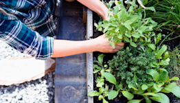 The Best Herbs to Plant Together in Containers and Garden Beds
