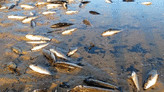Tons of dead fish cover major river in Brazil after alleged dumping of industrial waste