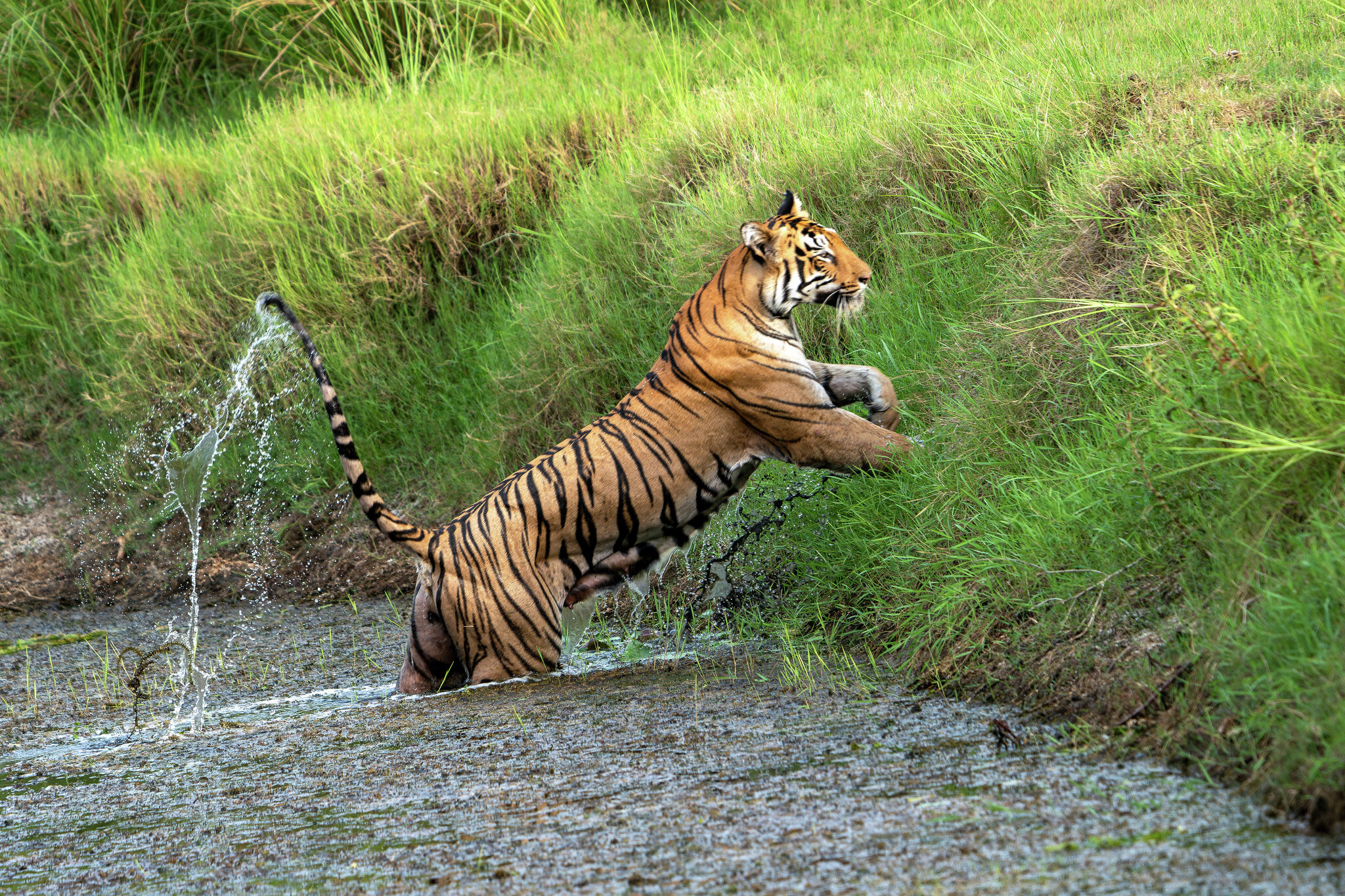 An escaped tiger could be roaming South Texas right now