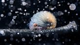 Eerie blackwater dive image shows paper nautilus floating on stick after volcanic eruption