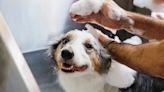 Best dog shampoos, according to experts