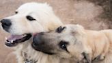 Male vs. Female Livestock Guardian Dogs