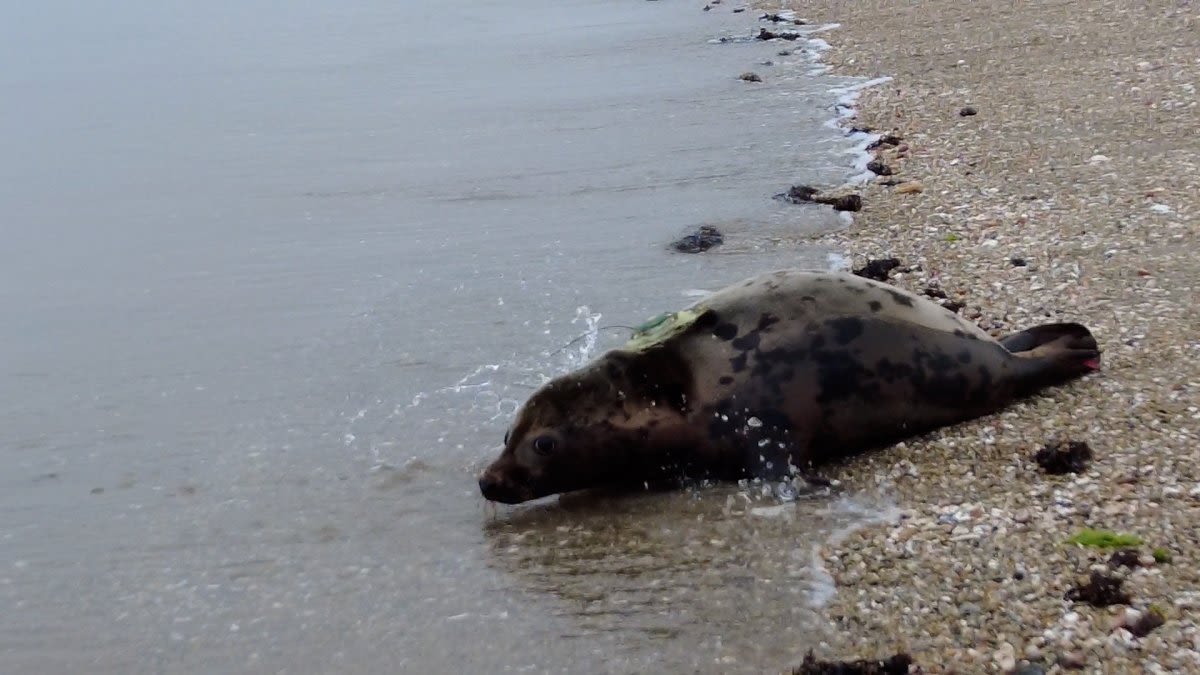 Massive crowds come out to Hammonasset Beach to watch seal release