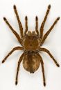 Goliath birdeater