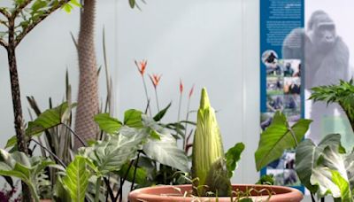 Phew and far between: Como Conservatory's smelly corpse flower poised for rare bloom