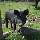 Black Iberian pig