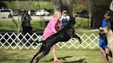 Photos: Local Great Dane heading to Westminster dog show