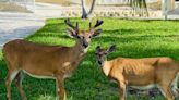 NANCE: Key Deer population is now stable ... just don't feed them