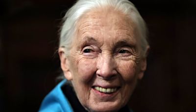 U. de Chile entregó distinción Doctor Honoris Causa a la destacada etóloga Jane Goodall - La Tercera