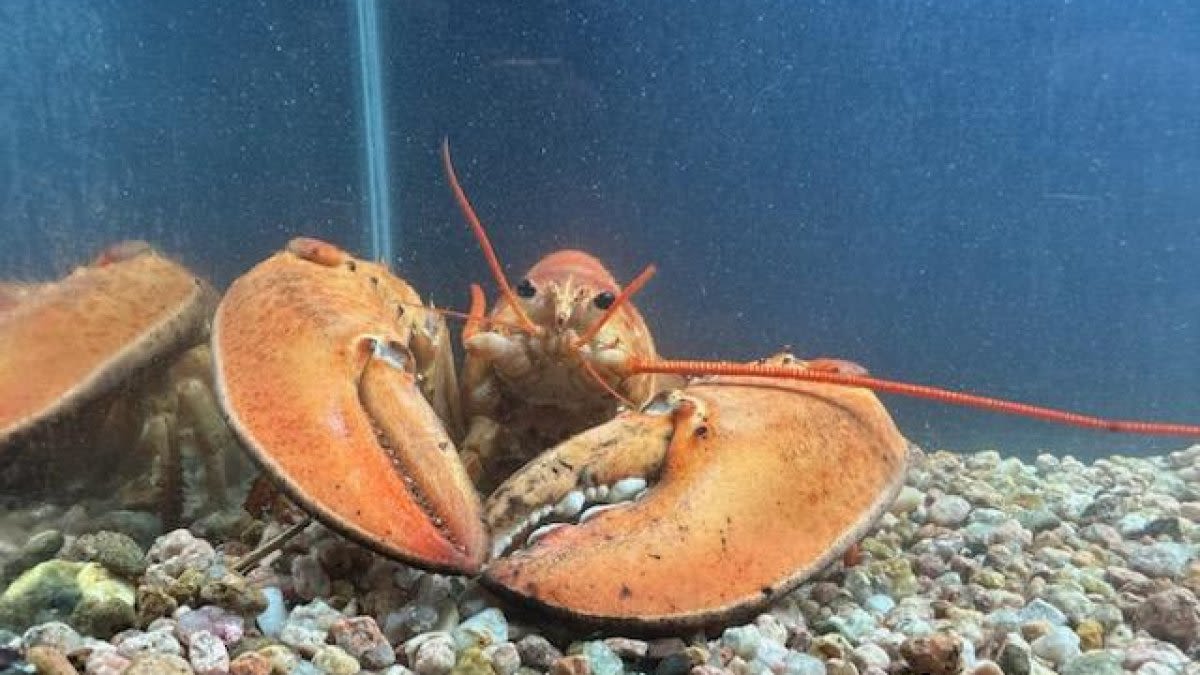 Rare, ‘1 in 30 million’ orange lobster sent to aquarium after accidentally delivered to Colorado Red Lobster