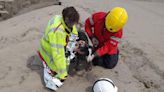 Dog rescued after getting stuck in quicksand