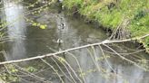 What turned this Bergen County brook bright green? We found the answer