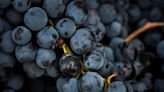 Sangiovese — A Guide to the Basics