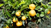 8 of the best fruit trees for small gardens – slight in size yet full of fruit