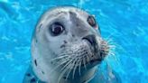 Gulf World’s beloved Harbor Seal Sheldon passed away