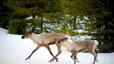 Culling wolves alters the survivors and that could be 'bad news' for caribou, study finds