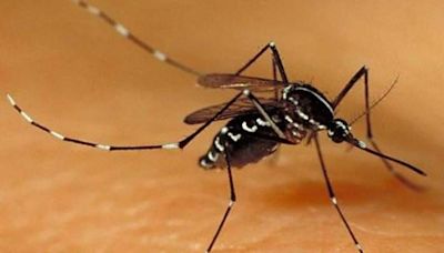 Pune reports third case of Zika virus, 13 samples sent to NIV for testing