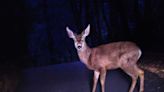 Two North Carolina men arrested after 'spotlighting deer' illegally killing 15 in one night, officials say