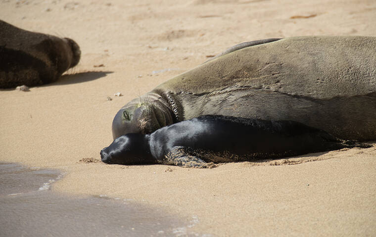 Monk seal mom Kaiwi and pup nursing at Kaimana Beach