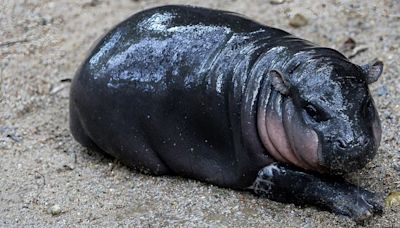 A Baby Hippo Is Taking The World By Storm — But Not Everyone Is Being Nice To Her