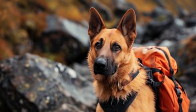 德國搜救隊及聯邦救難犬協會來臺交流 | 蕃新聞