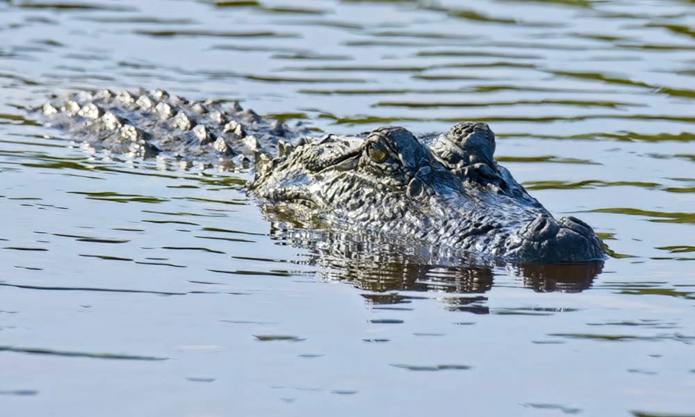 Alligator sighting in Washington State prompts investigation