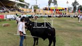 La Nación / Congreso AL Brangus: tratan importancia de apostar en precocidad bovina para mejores ingresos