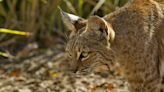 Bobcat with rabies captured in Arizona