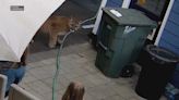 Video shows cougar come within feet of Washington family in yard