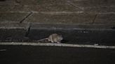 New York City Rats Carry COVID-19, Study Finds