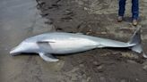 Dead dolphin discovered on beach with ‘bullets lodged’ in brain, spine and heart