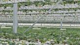 B.C. farmer says vertical farming offers the prospect of strawberry fields forever