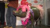 Wholey’s Market celebrates 30 years of donations for Achieve with birthday party for Rachael the Pig