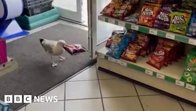 Shoplifting 'Steven Seagull' banned from Wyke Regis shop