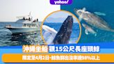 日本旅遊｜沖繩坐船出海觀15公尺長座頭鯨！限定至4月2日、鯨魚群出沒率達98%以上、不成功不收費