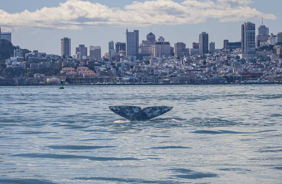 Wildlife mystery: Why are gray whales swimming into San Francisco Bay in increasing numbers?
