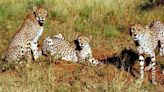Cheetahs to return to India after 70 years