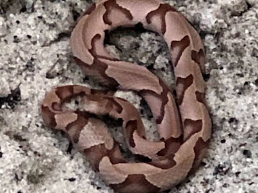 Stay safe in your NC backyard: Keep copperheads & other snakes out with these expert tips