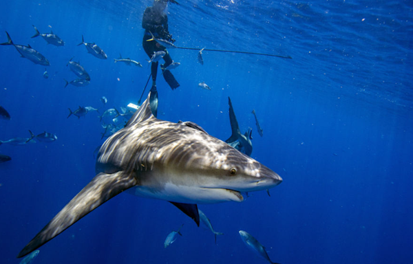 Series of Florida shark attacks had nothing to do with orcas, marine biologist says: report